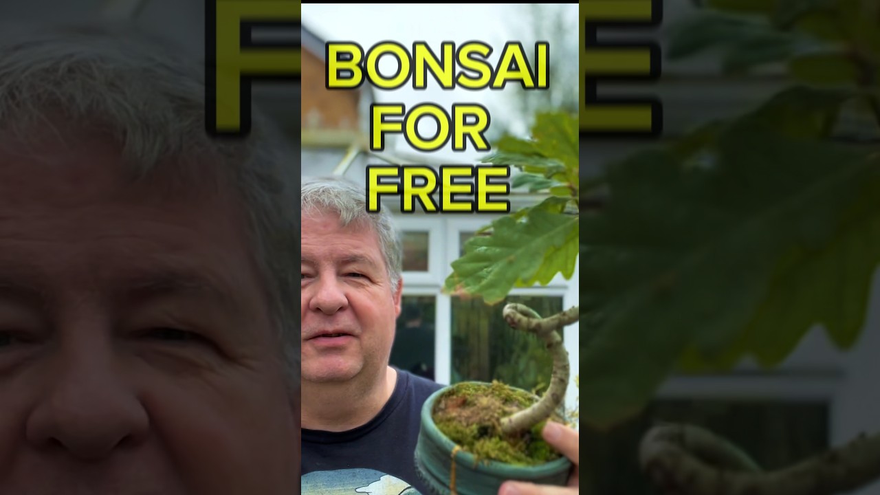 Bonsai For FREE