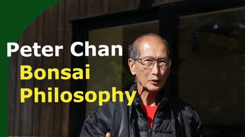 Bonsai: In conversation with Peter Chan (Herons Bonsai)