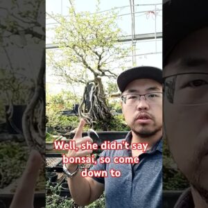 Bonsai is a great hobby! #bonsai #penjing #tree #trees #hobby