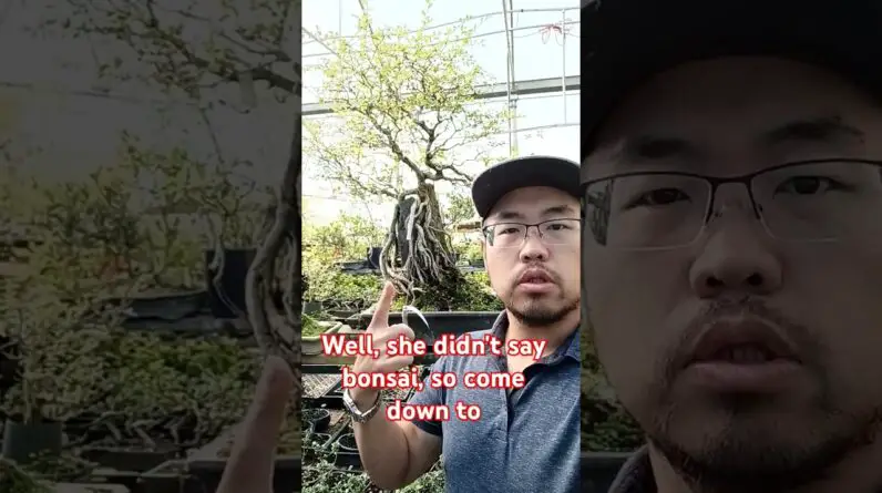 Bonsai is a great hobby! #bonsai #penjing #tree #trees #hobby