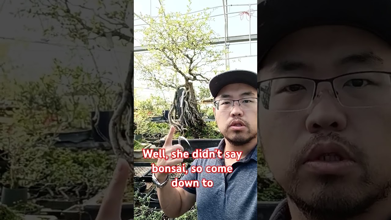 Bonsai is a great hobby! #bonsai #penjing #tree #trees #hobby