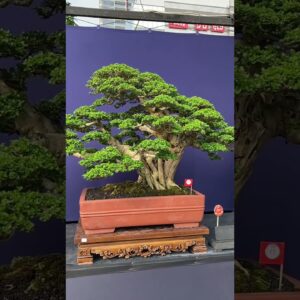 Bonsai on display #livingart #bonsai #bonsaitrees #bonsaitree  #garden