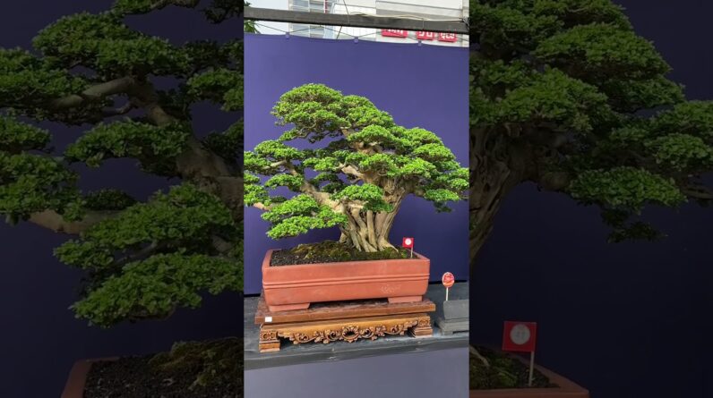 Bonsai on display #livingart #bonsai #bonsaitrees #bonsaitree  #garden