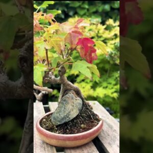 Bonsai Pot