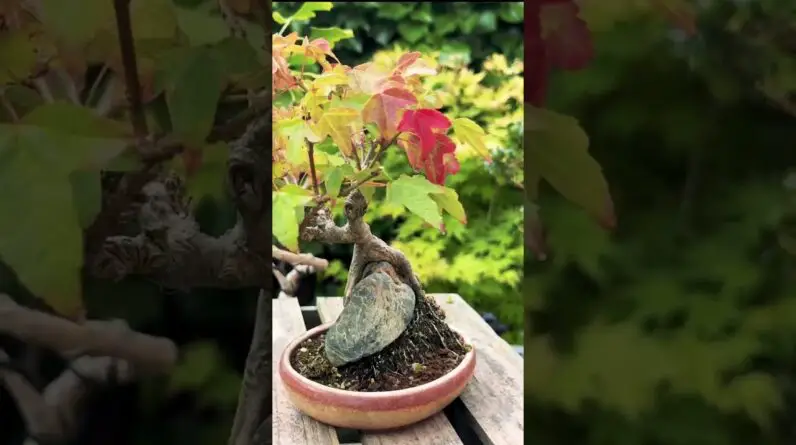 Bonsai Pot