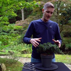 CHEAP! Creating an Azalea Bonsai tree