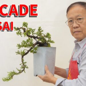 Creating a cascade Juniper bonsai.