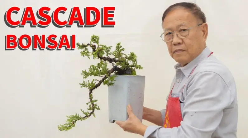 Creating a cascade Juniper bonsai.