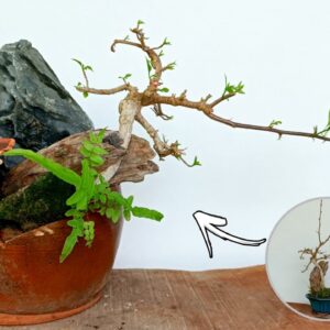 Creating Plant Pot From Discarded Items