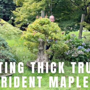 Creating Thick Trunks and Good Taper for Trident Maple Bonsai