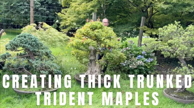 Creating Thick Trunks and Good Taper for Trident Maple Bonsai