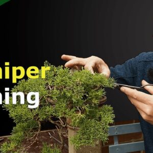 Critical fall pruning of Juniper Bonsai