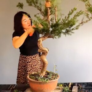 cypress production #lovebonsai #bonsai