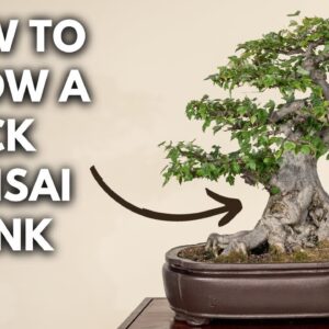 Do THIS to Thicken Your Bonsai Trunk FAST