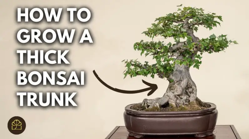 Do THIS to Thicken Your Bonsai Trunk FAST