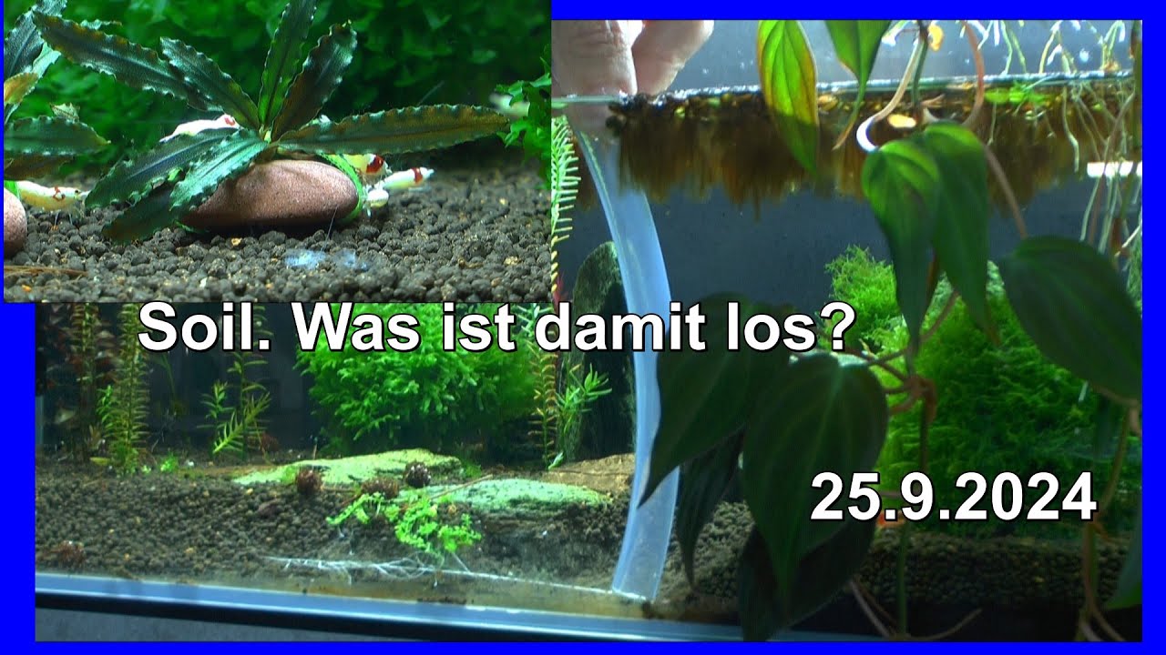 Caridina Zwerggarnelen. Was ist nicht in Ordnung mit dem Soil und Bucephalandra aufbinden