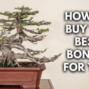 Expert Advice for First-Time Bonsai Buyers