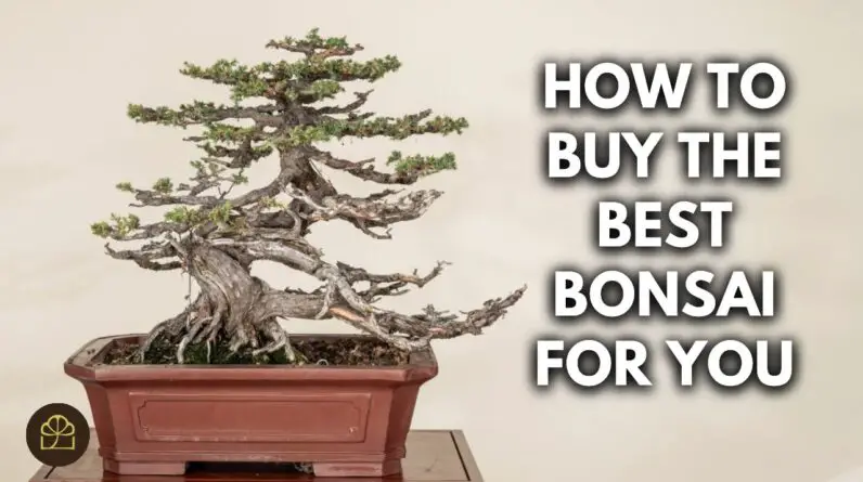 Expert Advice for First-Time Bonsai Buyers