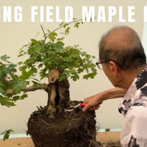 Field Maple Bonsai - Interesting and Large