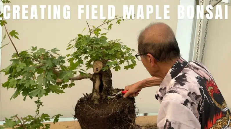 Field Maple Bonsai - Interesting and Large