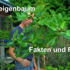 Feigenbaum Die echte Feige als Topfpflanze. Fakten zur Pflege und Fragen zur Ernte der Essfeige