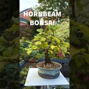 Hornbeam Bonsai Gets An Upgrade