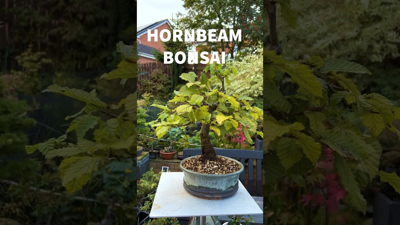 Hornbeam Bonsai Gets An Upgrade