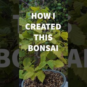 How I Created This Bonsai (4 Year Progression)