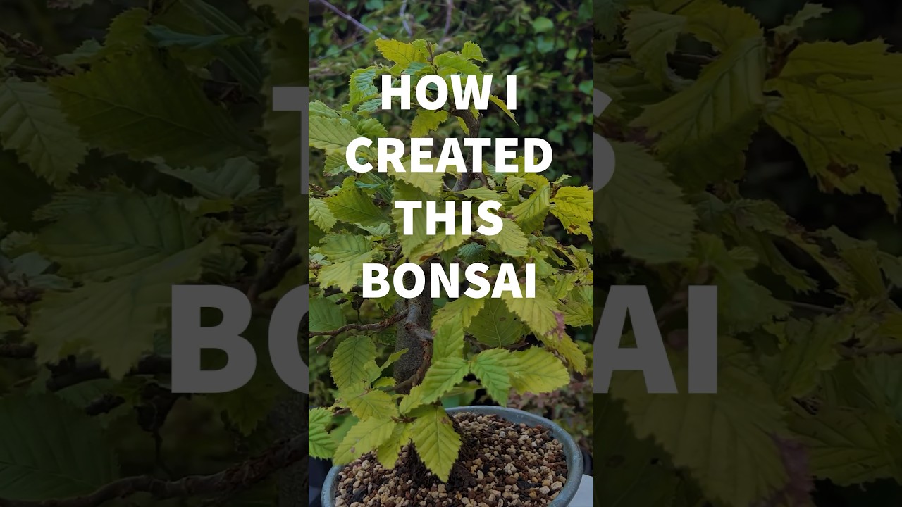 How I Created This Bonsai (4 Year Progression)