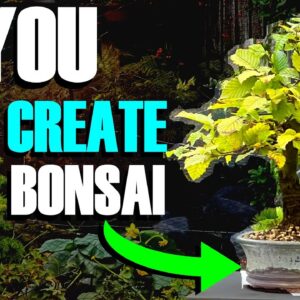 How I Developed This Bonsai Tree (In Just 4 Years) *EASY*