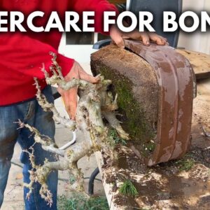 How to Cut a Bonsai without Killing It | Q&A