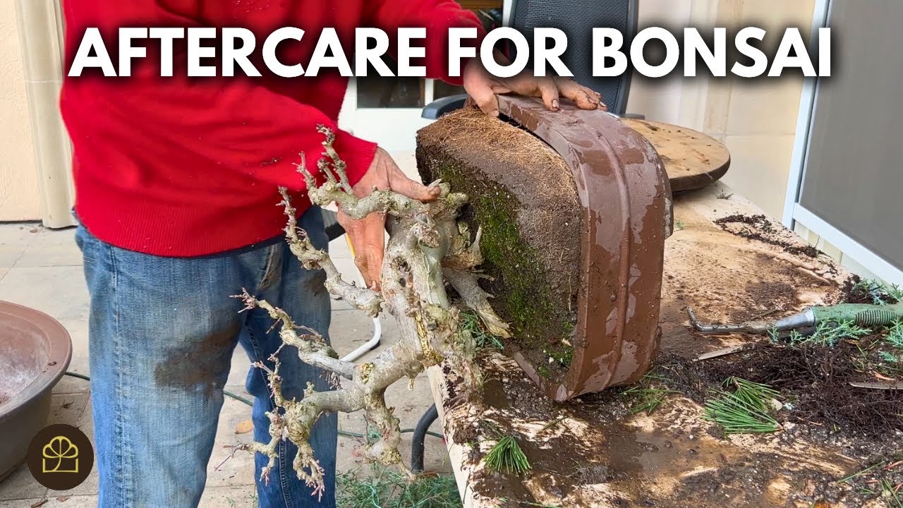 How to Cut a Bonsai without Killing It | Q&A