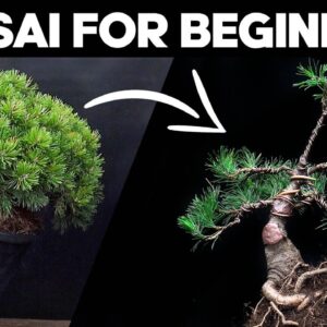 How to Make Bonsai for Beginners🌲*MUGO PINE*