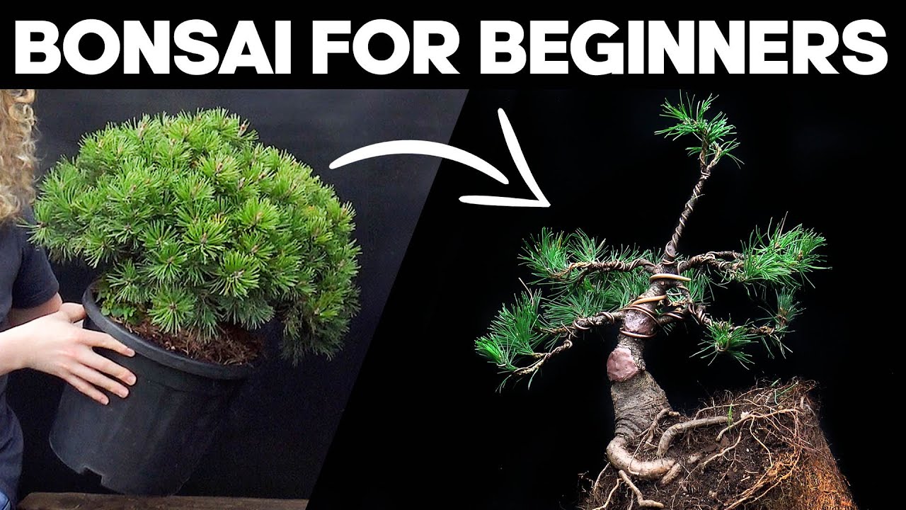 How to Make Bonsai for Beginners🌲*MUGO PINE*