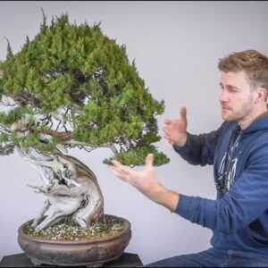 How to Refine a 250 Year Old Juniper | Bonsai-U