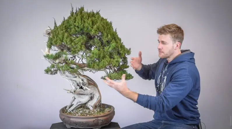 How to Refine a 250 Year Old Juniper | Bonsai-U