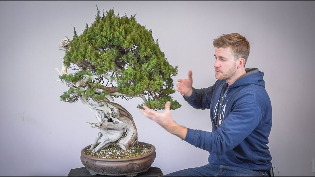 How to Refine a 250 Year Old Juniper | Bonsai-U