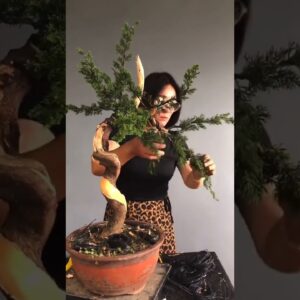 Artistic bonsai pruning techniques! #11 #lovebonsai #bonsai #bonsaiart #bonsaitree