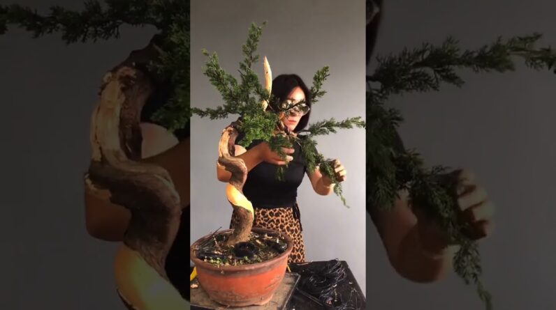 Artistic bonsai pruning techniques! #11 #lovebonsai #bonsai #bonsaiart #bonsaitree