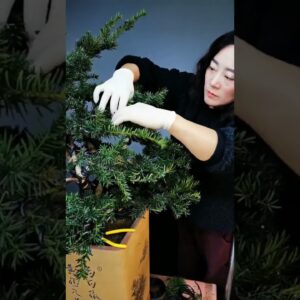 Artistic bonsai pruning techniques! #13 #lovebonsai #bonsai #bonsaiart #bonsaitree