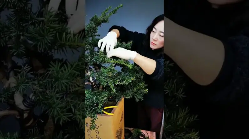 Artistic bonsai pruning techniques! #13 #lovebonsai #bonsai #bonsaiart #bonsaitree