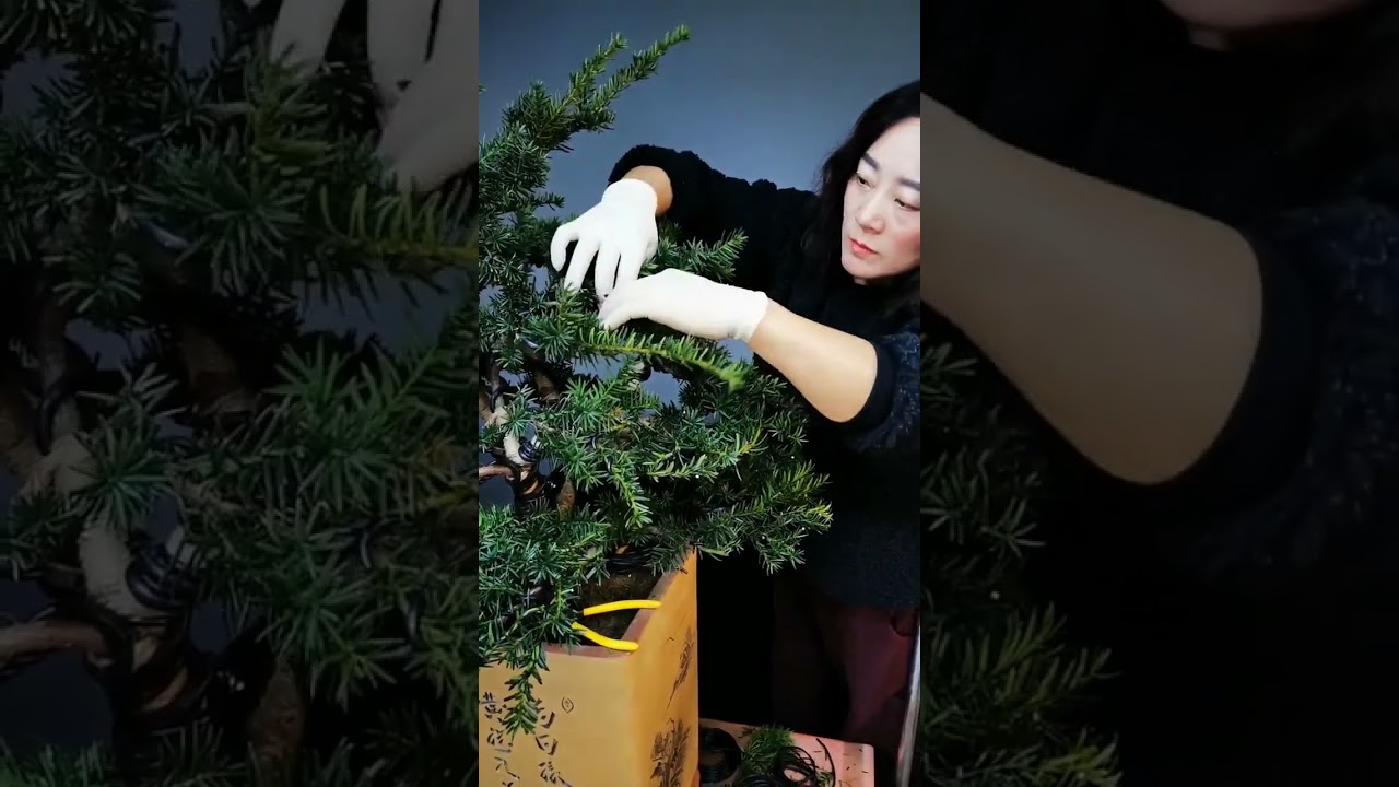 Artistic bonsai pruning techniques! #13 #lovebonsai #bonsai #bonsaiart #bonsaitree