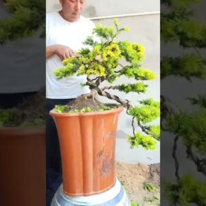 Artistic bonsai pruning techniques! #14 #lovebonsai #bonsai #bonsaiart #bonsaitree