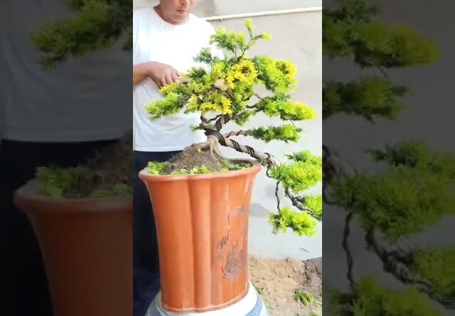 Artistic bonsai pruning techniques! #14 #lovebonsai #bonsai #bonsaiart #bonsaitree