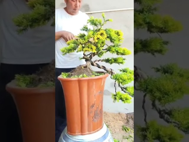 Artistic bonsai pruning techniques! #14 #lovebonsai #bonsai #bonsaiart #bonsaitree