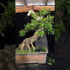 Artistic bonsai pruning techniques! #16 #lovebonsai #bonsai #bonsaiart #bonsaitree