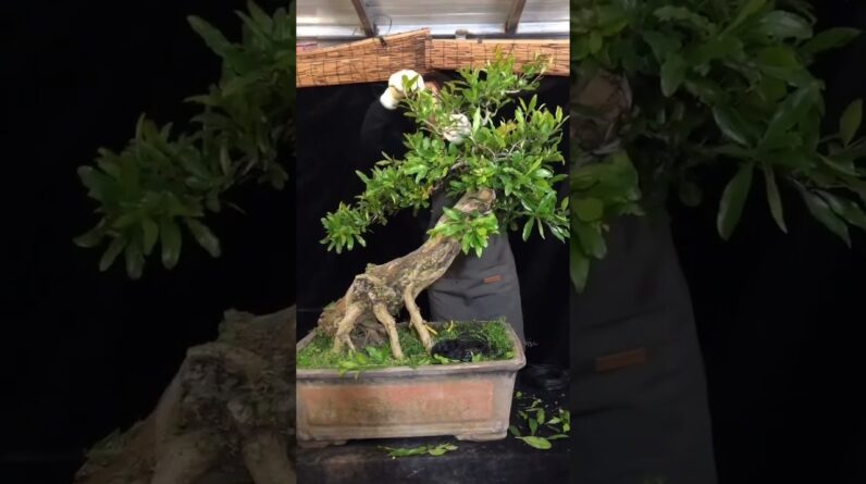 Artistic bonsai pruning techniques! #16 #lovebonsai #bonsai #bonsaiart #bonsaitree