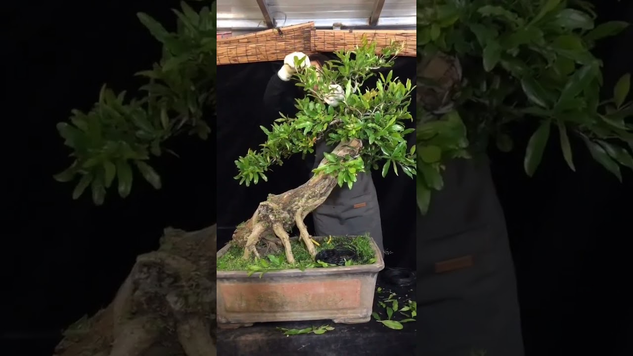 Artistic bonsai pruning techniques! #16 #lovebonsai #bonsai #bonsaiart #bonsaitree