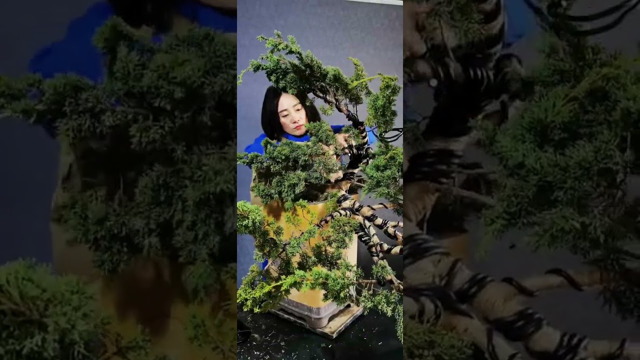 Artistic bonsai pruning techniques! #18 #lovebonsai #bonsai #bonsaiart #bonsaitree