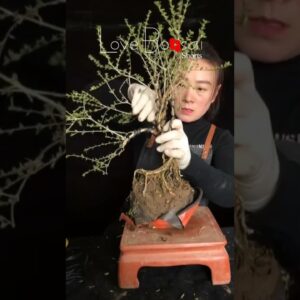 Artistic bonsai pruning techniques! #20 #lovebonsai #bonsai #bonsaiart #bonsaitree